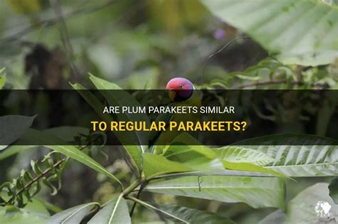are plum parakeets similar to normal parakeets